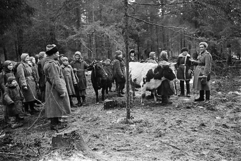 Партизаны в лесу картинки