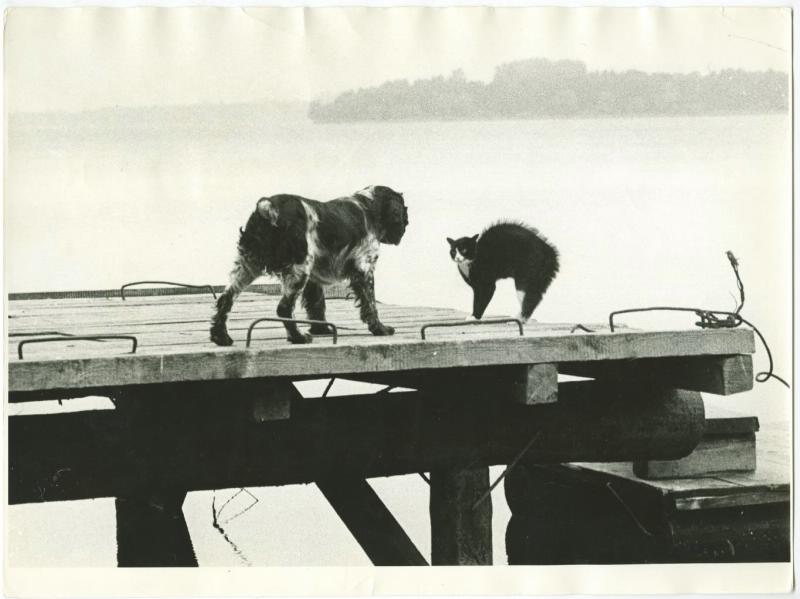 Встреча, 1970 год. Выставка «10 лучших фотографий кошек» и видео «Без кота и жизнь не та» с этой фотографией.