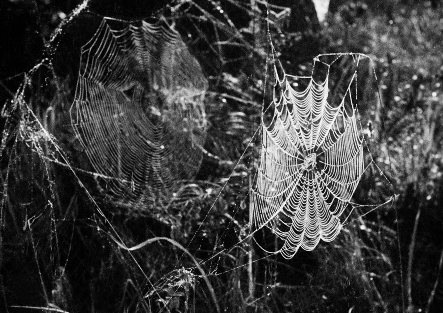 Из серии «Природа», 1 сентября 1930. Выставки «"С утра до ночи колокол звонит". Фотографии и дневники Михаила Пришвина», «Природа Михаила Пришвина», «Лес» и видео «Михаил Пришвин» с этой фотографией.