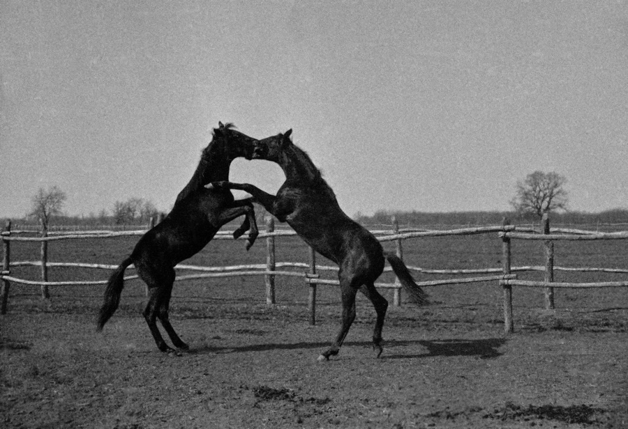 Из серии «Кабарда», 1936 год, Кабардино-Балкарская АССР. Выставка «"С утра до ночи колокол звонит". Фотографии и дневники Михаила Пришвина» и «Природа Михаила Пришвина» с этой фотографией.