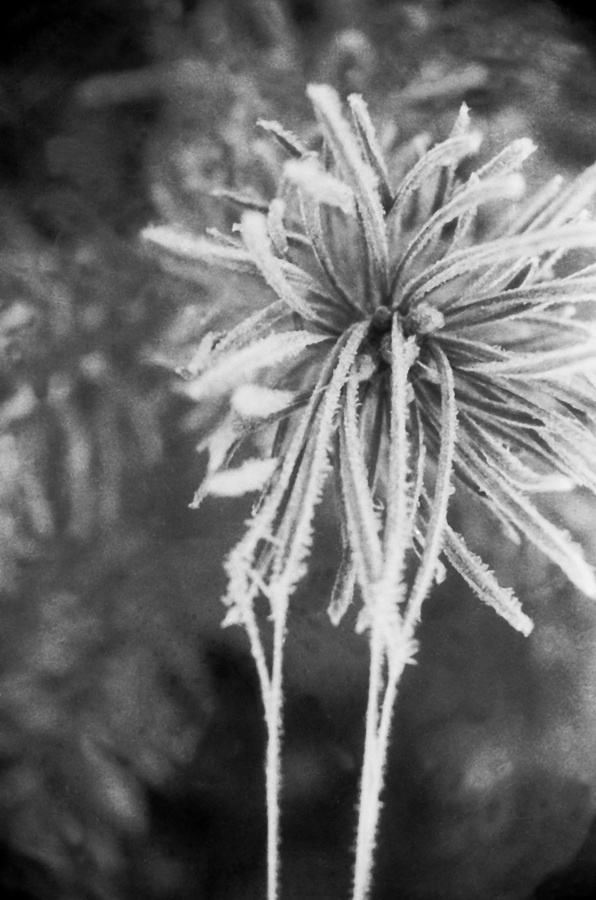 Из серии «Природа», 1928 - 1936. Выставки «"С утра до ночи колокол звонит". Фотографии и дневники Михаила Пришвина» и «Природа Михаила Пришвина» с этой фотографией.