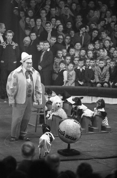 Цирк. Номер Николая Ермакова с дрессированными собаками «Школа», 1962 - 1965, г. Москва. Выставка «Глобус – это чучело Земли» с этой фотографией. 
