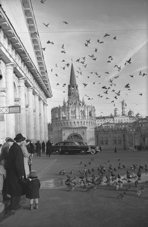 Голуби, 1950-е, г. Москва