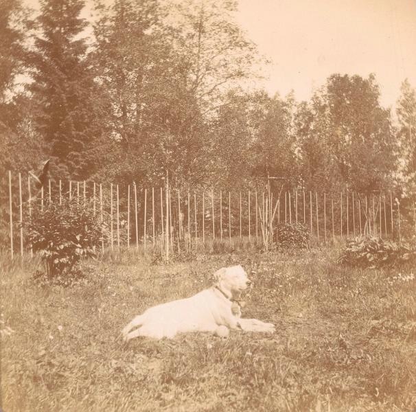 Собака, 1895 - 1905