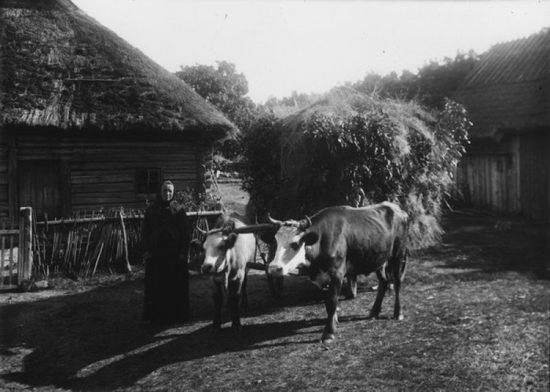 Эстонка с возом сена, 1900-е, Эстляндская губ.