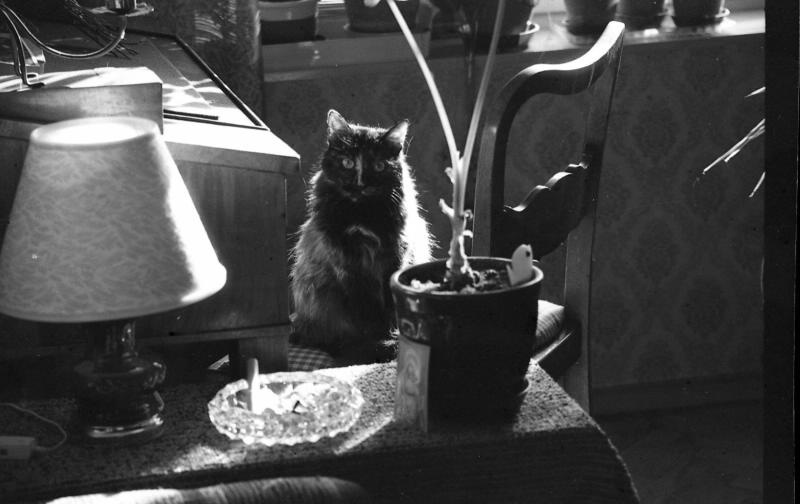 Маня, 1994 год, г. Москва. Выставка «10 лучших фотографий кошек» с этим снимком.