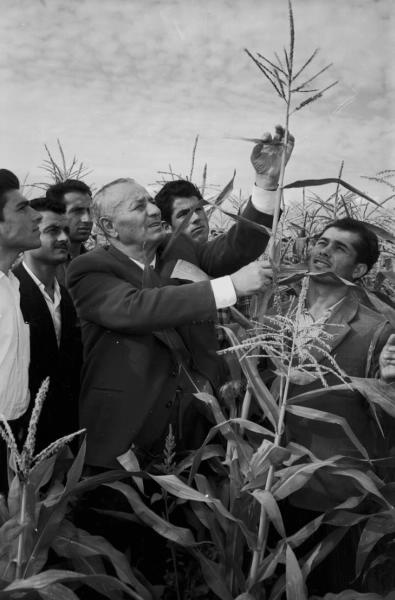 Профессор Николай Агаджанян на кукурузном поле, 1960-е, Армянская ССР, г. Ереван