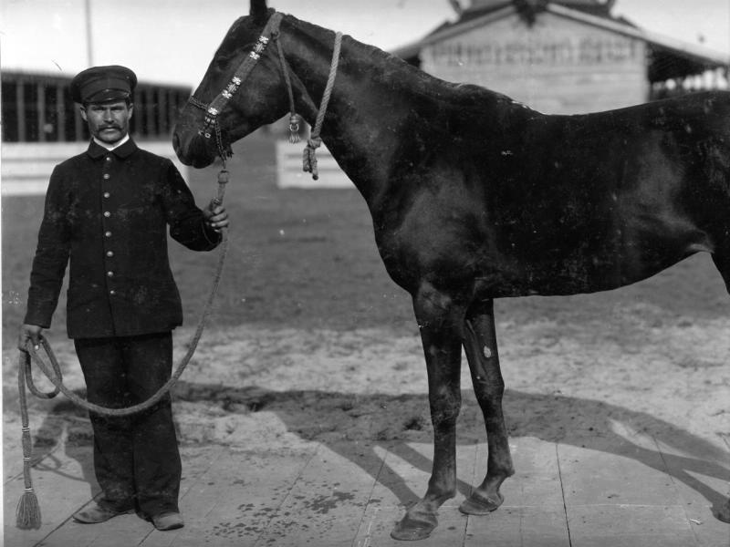 Конь Джерифа, 1900-е