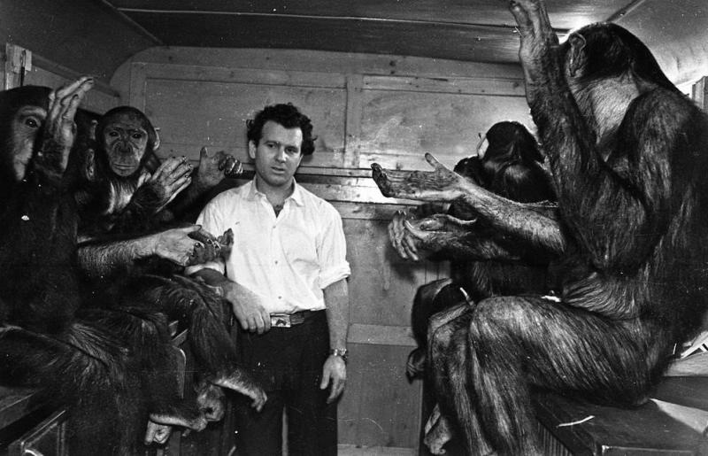 Итальянский дрессировщик Амлетто Чиплини с группой шимпанзе, 1960 год, г. Москва