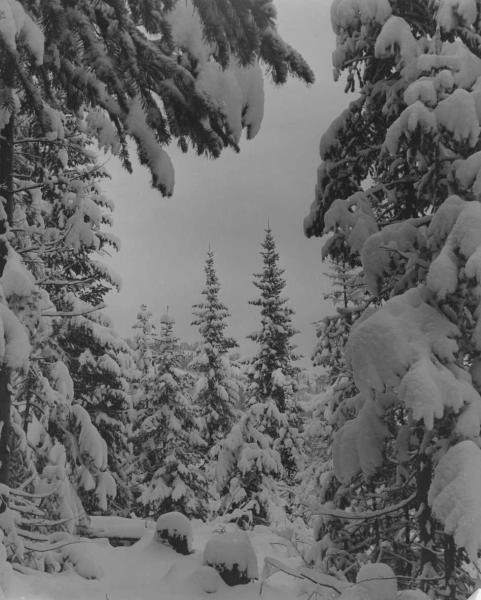 Зимний лес, 1950-е. Выставка «Падал прошлогодний снег» с этой фотографией.