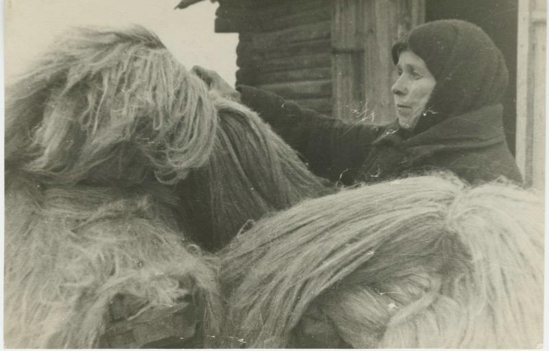 Заготовка льна, 1950 год, Калининская обл., г. Кимры. Ныне Тверская область.