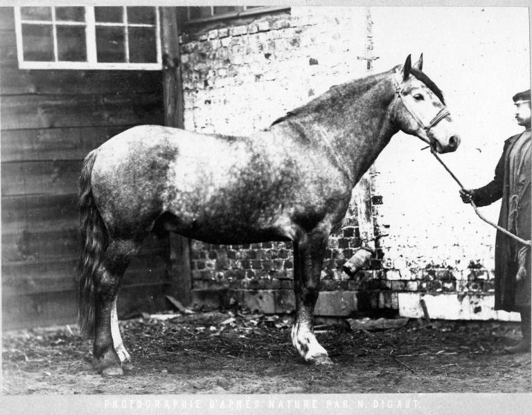 Конь Керби, 1870-е
