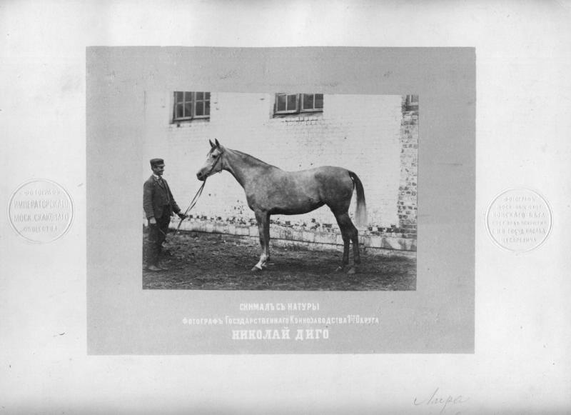 Лошадь Лира, 1880-е