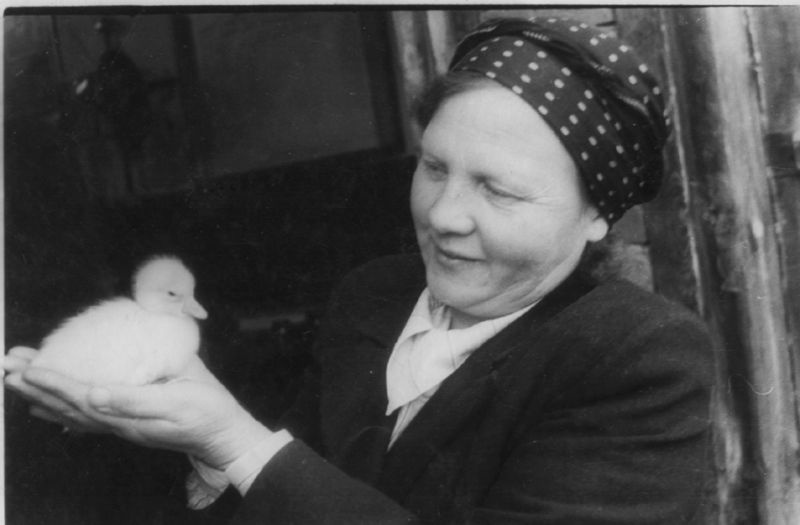 Директор Череповецкого инкубатора Т. И. Гаврилова, май 1953, г. Череповец и Череповецкий район