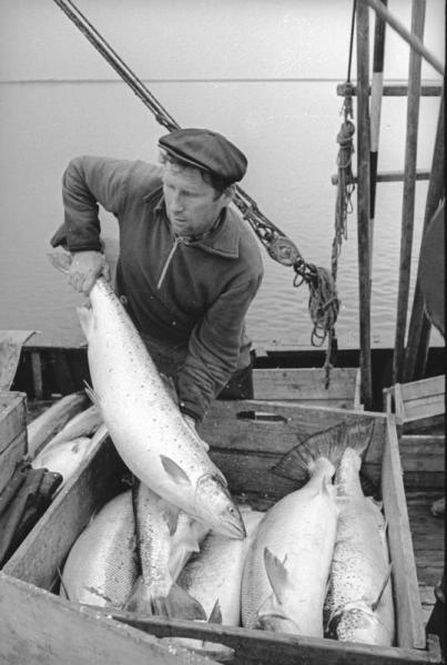 Рыбак в лодке с уловом, 1965 год, Архангельская обл.