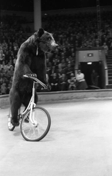 Дрессированный медведь Гоша в номере Ивана Кудрявцева, 1960 - 1965, г. Москва. Выставка «На "педальном коне"»&nbsp;и видео «Я буду долго гнать велосипед» с этой фотографией. 