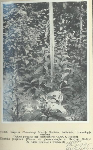 Digitalis purpurea (кафедра фармакологии САМИ, г. Ташкент), 1935 год, Узбекская ССР, г. Ташкент
