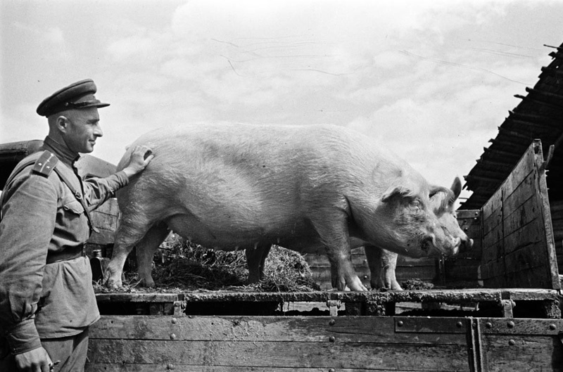 Армейская база скота. Свиньи, 1943 год. Выставки&nbsp;«Узники военных мгновений» и «Свиноводство в СССР» с этой фотографией.