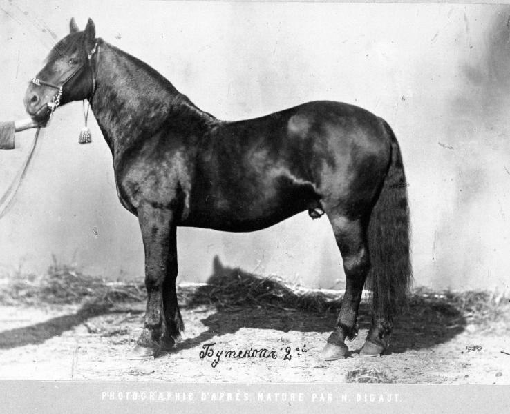 Конь Бутеноп, 1870-е