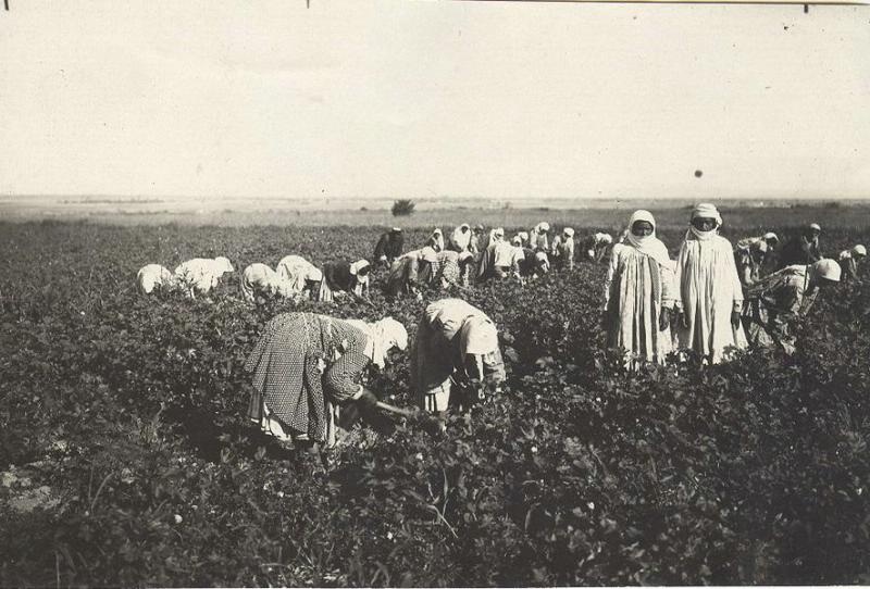 Турчанки за работой на хлопковом поле, 1928 год, Азербайджанская ССР, Нахичеванская АССР, г. Нахичевань