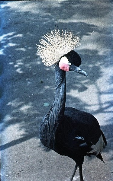 Венценосный журавль, 1950-е. Выставка «Птицы» с этой фотографией.&nbsp;