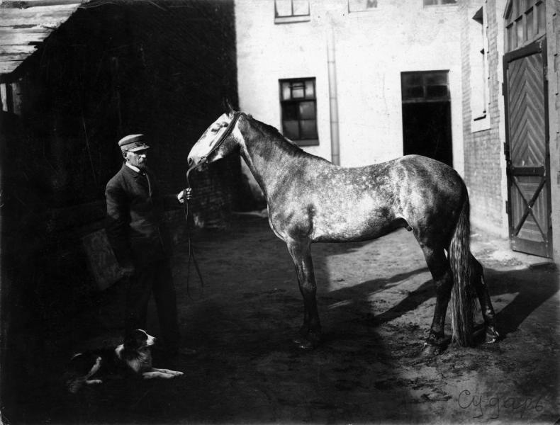 Жеребец Сударь, 1910-е