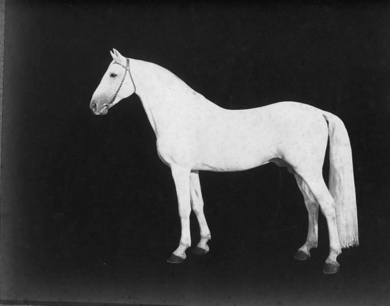 Жеребец Белый, 1880-е. Соленая бумага.