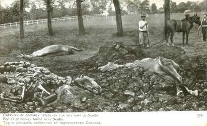 Трупы лошадей, найденные в окресностях Сенлиса, 1914 год