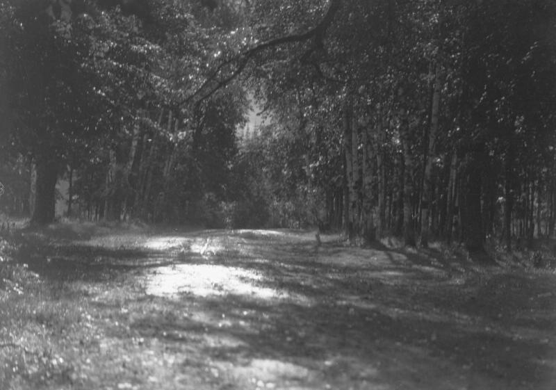 Поляна в лесу, 1920-е. Выставка «Лес» с этой фотографией.