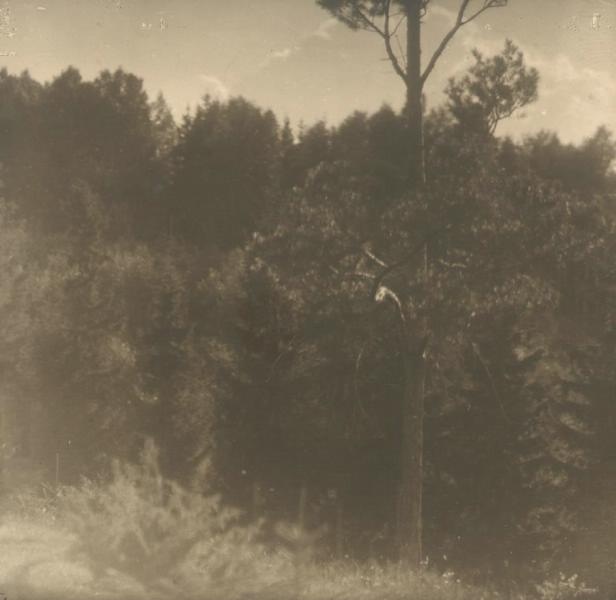 Лесной пейзаж, 1930 год