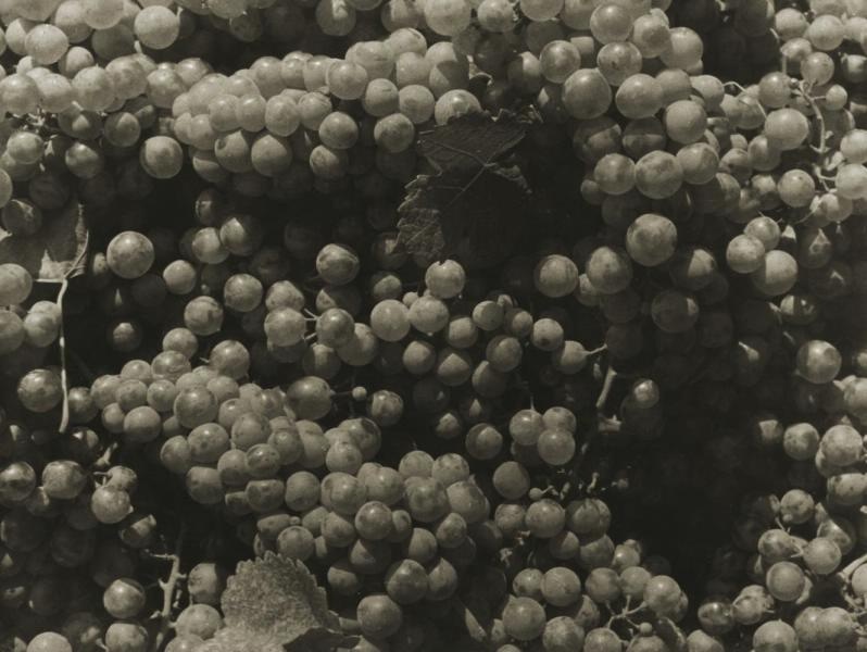 Виноград, 1930-е
