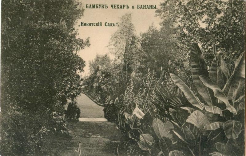 Никитский сад. Бамбук Ченар и бананы, 1910-е, Таврическая губ., г. Ялта. Выставка «Никитский ботанический сад» с этой фотографией.&nbsp;