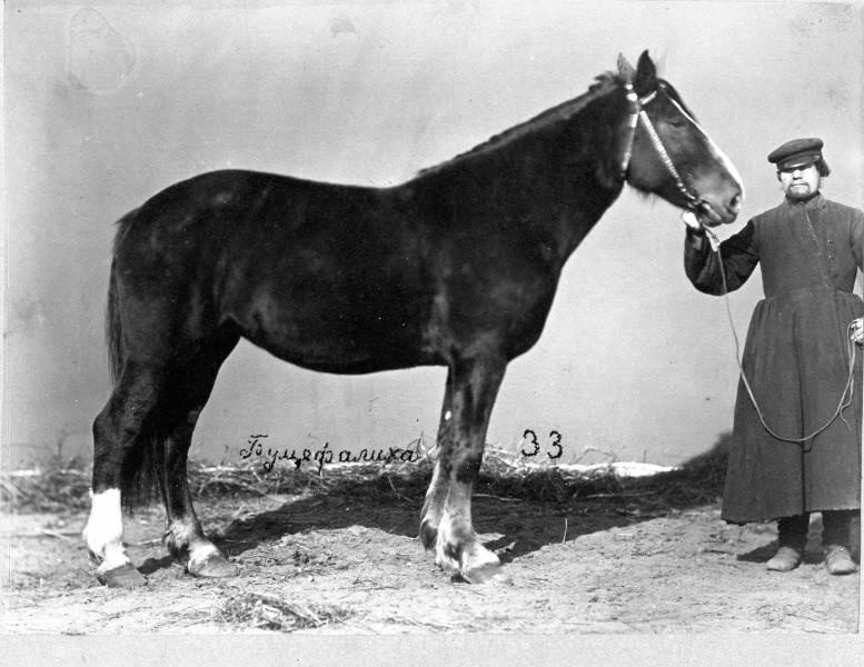 Лошадь Буцефалиха, 1870-е