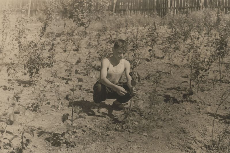 В саду юннатов (заложили плодовый питомник), 1950-е, Касимовский р-н. Выставка «"Наблюдай все, что есть вокруг тебя в природе". Юннаты в СССР» с этой фотографией.&nbsp;