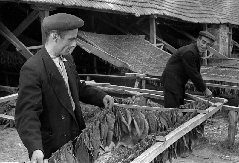 Фото "Сушка табака", 1955 - 1965, Армянская ССР, Шамшадинский р-н ...