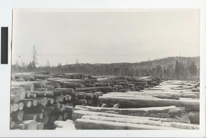 Заготовка леса, 1970-е, Шалинское
