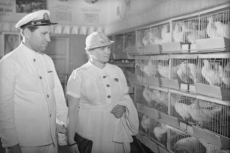 ВСХВ. Знатные люди в инкубаторе, 1939 год, г. Москва