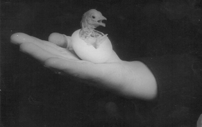 Череповецкий инкубатор: цыпленок вылупился из скорлупы, 1953 год, Череповецкий р-н. Выставка «Будни 1953 года» с этой фотографией.