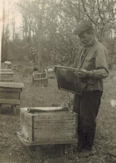 Пчеловод Дмитрий Карманов, послевоенные годы, 10 июля 1948 - 1 июля 1950. Выставка «Пчелы и ульи» с этой фотографией.&nbsp;Фотография из архива Людмилы Бажиной.