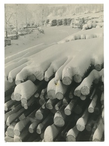 Первый снег, 1950 - 1969. Выставка «Первый снег» с этой фотографией.&nbsp;