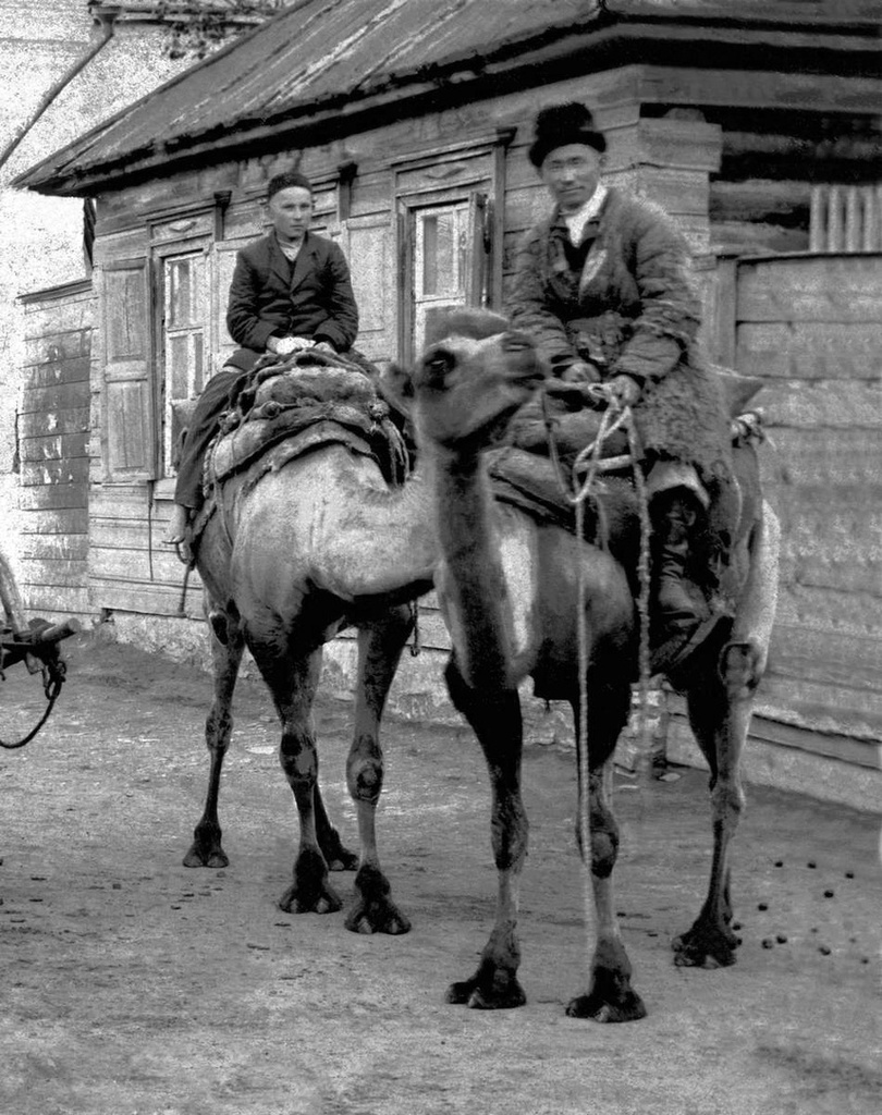 «Транспортная контора», 1900 - 1915, Оренбургская губ., Челябинский у., г. Троицк. В Троицке в начале XX века было четыре транспортных конторы: общество «Кавказ и Меркурий», торговый дом «Российское транспортное и страховое общество», агентство «Самоделкин Ф. А.» и Санкт-Петербургская компания «Надежда».&nbsp;Первые азиатские караваны приходили в город в мае, а в ноябре, оставляя товар на базарной площади, уходили последние. Транспортные средства (коней и верблюдов) нанимали как в Средней Азии, так и в Троицке и Оренбурге. Вес верблюжьей ноши – 16–18 пудов, на дромадера (одногорбого верблюда) грузили до 20 пудов.&nbsp;
