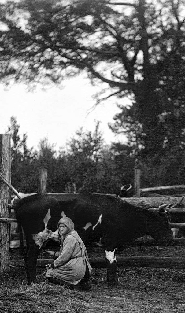 Дойка, 17 июня 1930, Уральская обл., совхоз Баранча