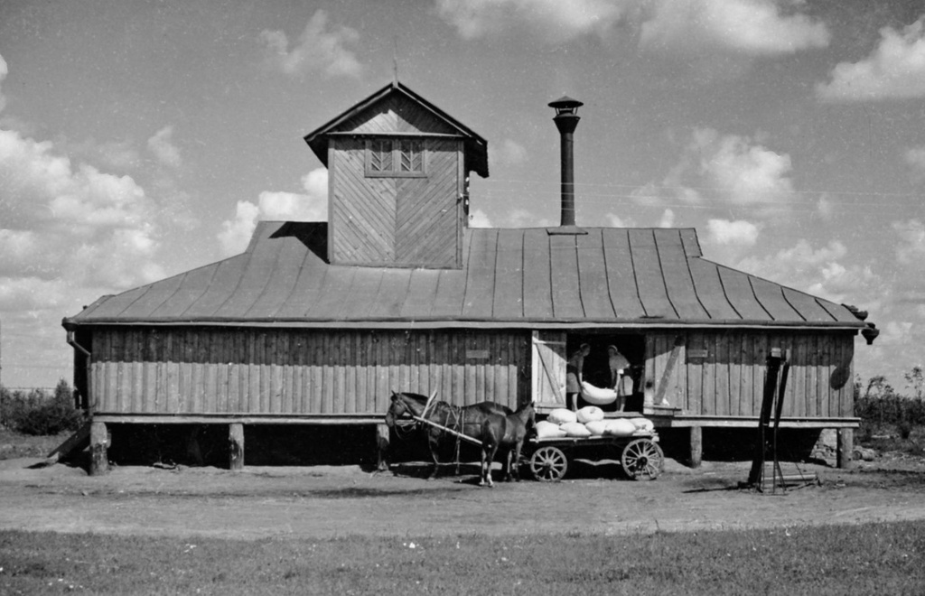 Зерносушилка, 20 августа 1950, Смоленская обл., Починковский р-н, совхоз «им. Коминтерна»