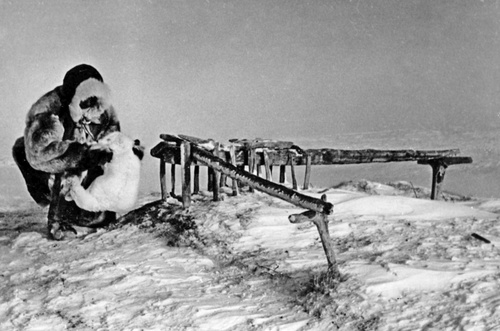 Выемка песца из пасти, 7 марта 1954, Якутская АССР, Анабарский р-н, колхоз им. Ворошилова