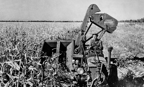 Уборка кукурузы кукурузным комбайном, 1952 год, Либкнехтовский р-н