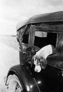 Из серии «Природа», 1928 - 1936. Выставки: «"С утра до ночи колокол звонит". Фотографии и дневники Михаила Пришвина» и&nbsp;«Гав!» с этим снимком.