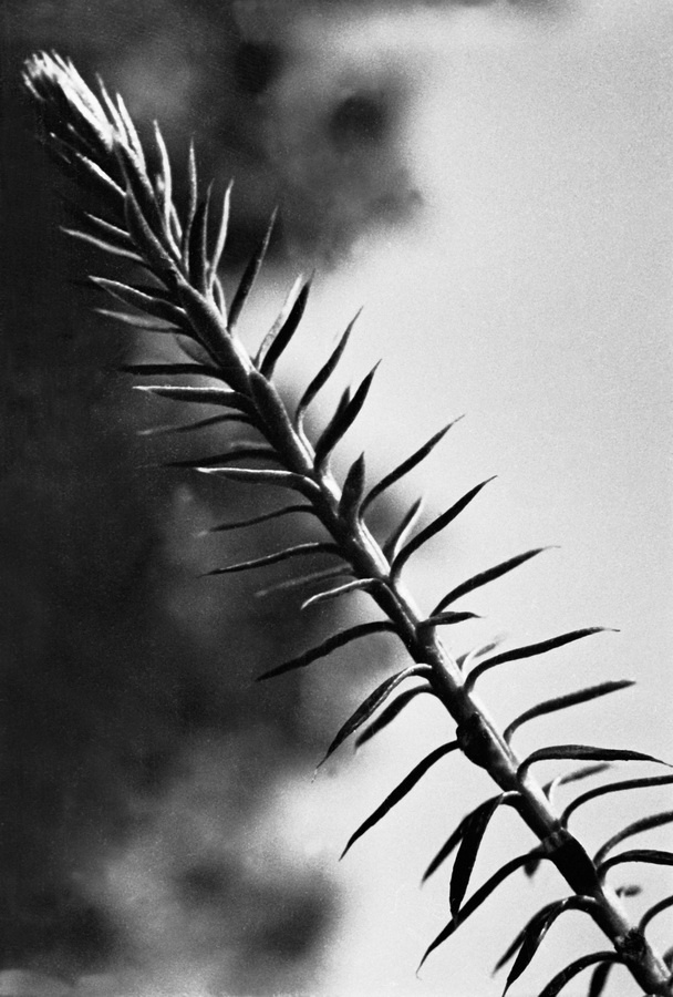 Из серии «Природа», 1928 - 1936. Выставка «Природа Михаила Пришвина» с этой фотографией.&nbsp;