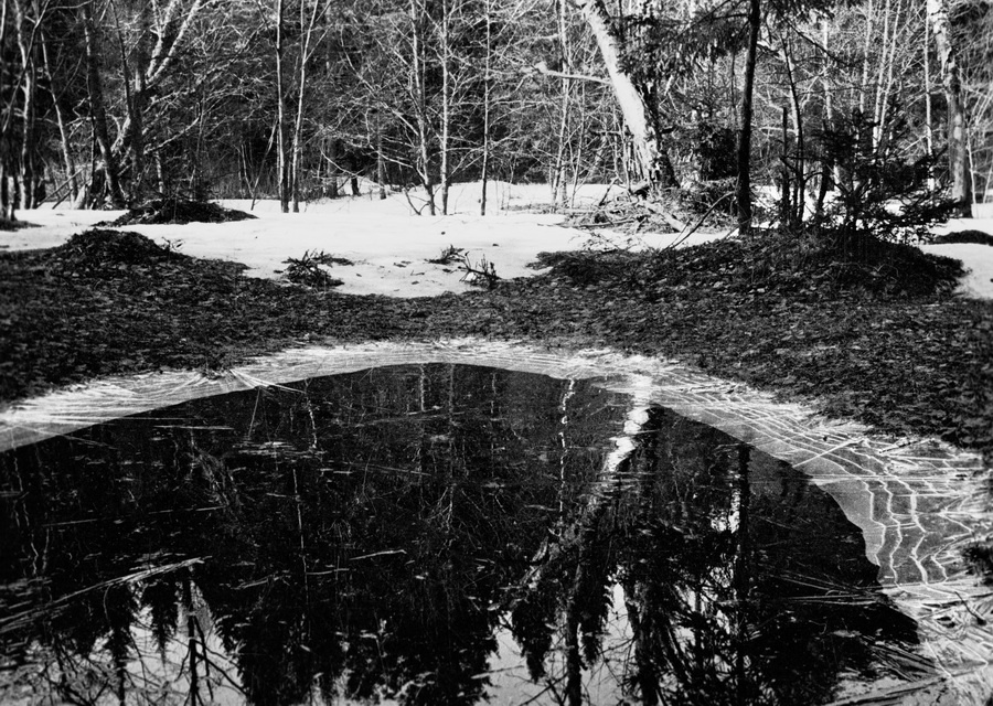 Из серии «Природа», 1928 - 1936. Выставка «"С утра до ночи колокол звонит". Фотографии и дневники Михаила Пришвина» с этим снимком.&nbsp;