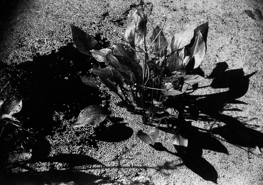 Из серии «Природа», 1928 - 1936. Выставка «Природа Михаила Пришвина» с этой фотографией.&nbsp;