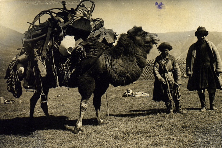 Верблюд груженый юртой, 1933 год, Киргизская АССР. Киргизы.Выставка «В фотообъективе Кунсткамеры: повседневность» с этой фотографией.